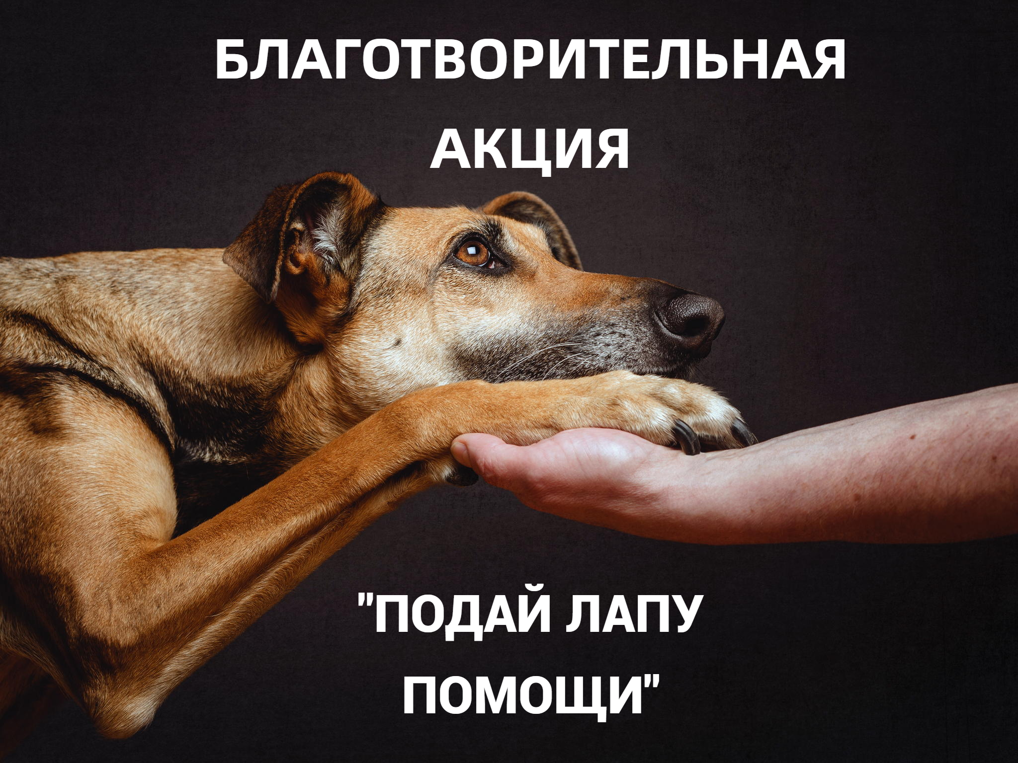 &amp;quot;Подай лапу помощи&amp;quot;.