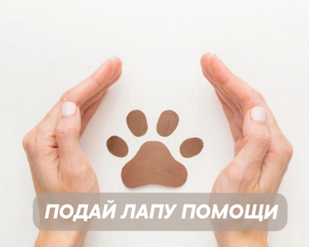 Благотворительная акция &amp;quot;Подай лапу помощи&amp;quot;.